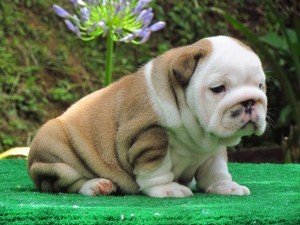 Engelse Bulldog-puppy's van topkwaliteit voor een nieuw huis - 0