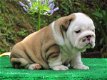 Engelse Bulldog-puppy's van topkwaliteit voor een nieuw huis - 0 - Thumbnail