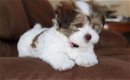 Havanezer puppy's voor adoptie - 0 - Thumbnail