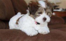 Havanezer puppy's voor adoptie