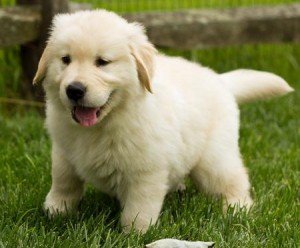 Mannelijke en vrouwelijke Golden Retriever-puppy's beschikbaar - 0