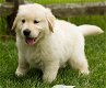 Mannelijke en vrouwelijke Golden Retriever-puppy's beschikbaar - 0 - Thumbnail