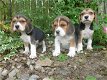 Driekleurige Beagles-puppy's Nu klaar - 0 - Thumbnail