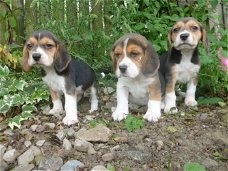 Driekleurige Beagles-puppy's Nu klaar