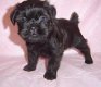 Affenpinscher-puppy's - 0 - Thumbnail