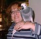 Uitstekende en gehoorzame Afrikaanse grijze papegaaien nu klaar - 0 - Thumbnail