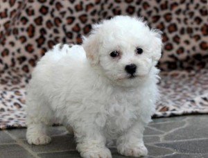 Uitstekende Bichon Frise-puppy's - 0