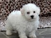 Uitstekende Bichon Frise-puppy's - 0 - Thumbnail