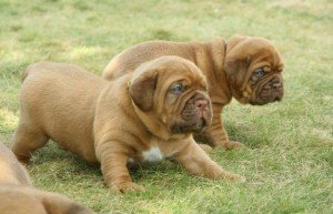 Prachtige Bloodhound-puppy's te koop! - 0