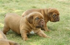 Prachtige Bloodhound-puppy's te koop!