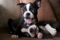 Boston Terriër-puppy's - 0 - Thumbnail