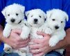 West Highland Terrier-puppy's. - 0 - Thumbnail