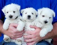 West Highland Terrier-puppy's.