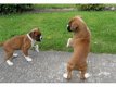 Twee vriendelijke boxerpuppy's beschikbaar - 0 - Thumbnail