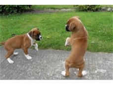 Twee vriendelijke boxerpuppy's beschikbaar