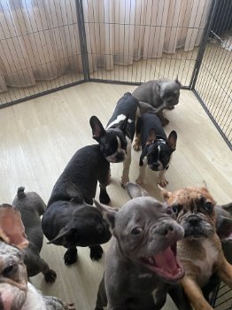 Franse Bulldog pups nog 10 beschikbaar - 0