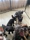 Franse Bulldog pups nog 10 beschikbaar - 0 - Thumbnail