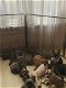 Franse Bulldog pups nog 10 beschikbaar - 1 - Thumbnail