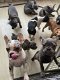 Franse Bulldog pups nog 10 beschikbaar - 2 - Thumbnail