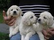 golden retriever pups beschikbaar - 0 - Thumbnail