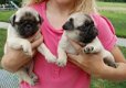 prachtige mops pups!!! - 0 - Thumbnail