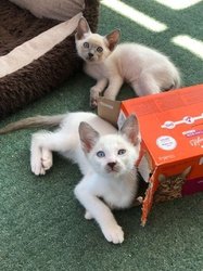 Snowshoe Kittens