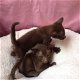 Mooie Havana kittens - 0 - Thumbnail