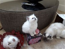 Birmaan stamboom kittens