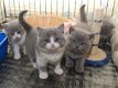 Britse korthaar kittens - 0 - Thumbnail