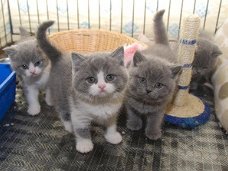 Britse korthaar kittens