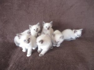 Ragdoll-kittens - 0