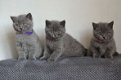 Britse korthaar kittens - 0 - Thumbnail