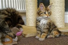 Main coon kittens beschikbaar