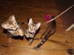 Schattige Bengaalse kittens beschikbaar - 0 - Thumbnail