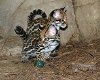 Super ocelot kittens - 0 - Thumbnail