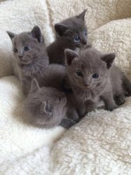 Mannelijke en vrouwelijke Russische blauwe kittens