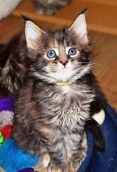 Maine Coon-kittens - 0