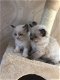 Ragdoll Kittens registreren - 0 - Thumbnail