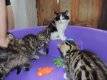 Stamboom Siberische Kittens - 0 - Thumbnail