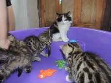 Stamboom Siberische Kittens