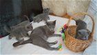 Gccf Reg Russische blauwe kittens nu klaar - 0 - Thumbnail