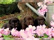 *Mooie labrador pup** - 0 - Thumbnail