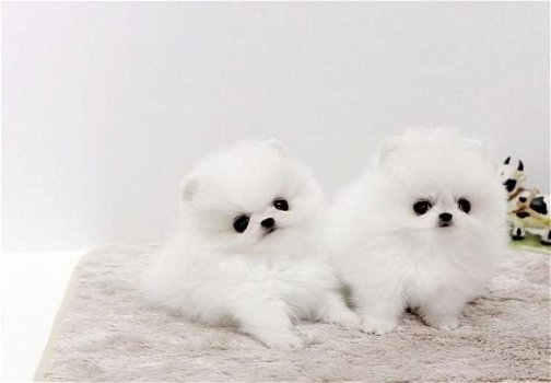 Lovely Pomeranian pups te koop - 0