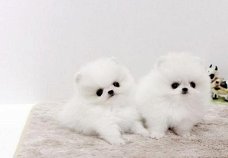Lovely Pomeranian pups te koop