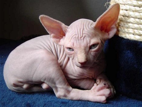 Magnifique Sphynx !!kitten beschikbaar, - 0