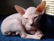 Magnifique Sphynx !!kitten beschikbaar, - 0 - Thumbnail