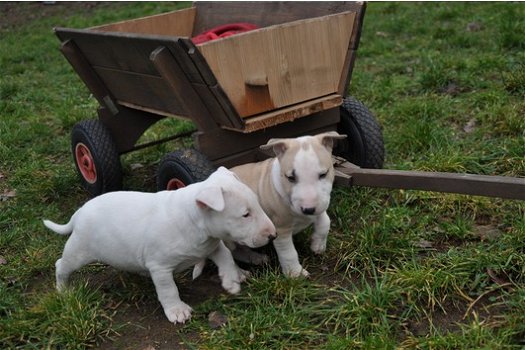 Bull terrier pups - 0