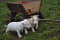 Bull terrier pups - 0 - Thumbnail