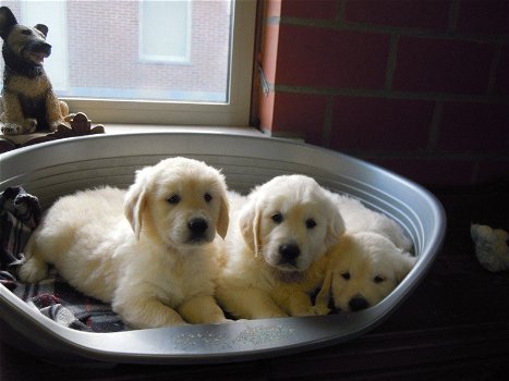 Mooie Golden Retriever pups . - 0