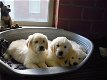 Mooie Golden Retriever pups . - 0 - Thumbnail